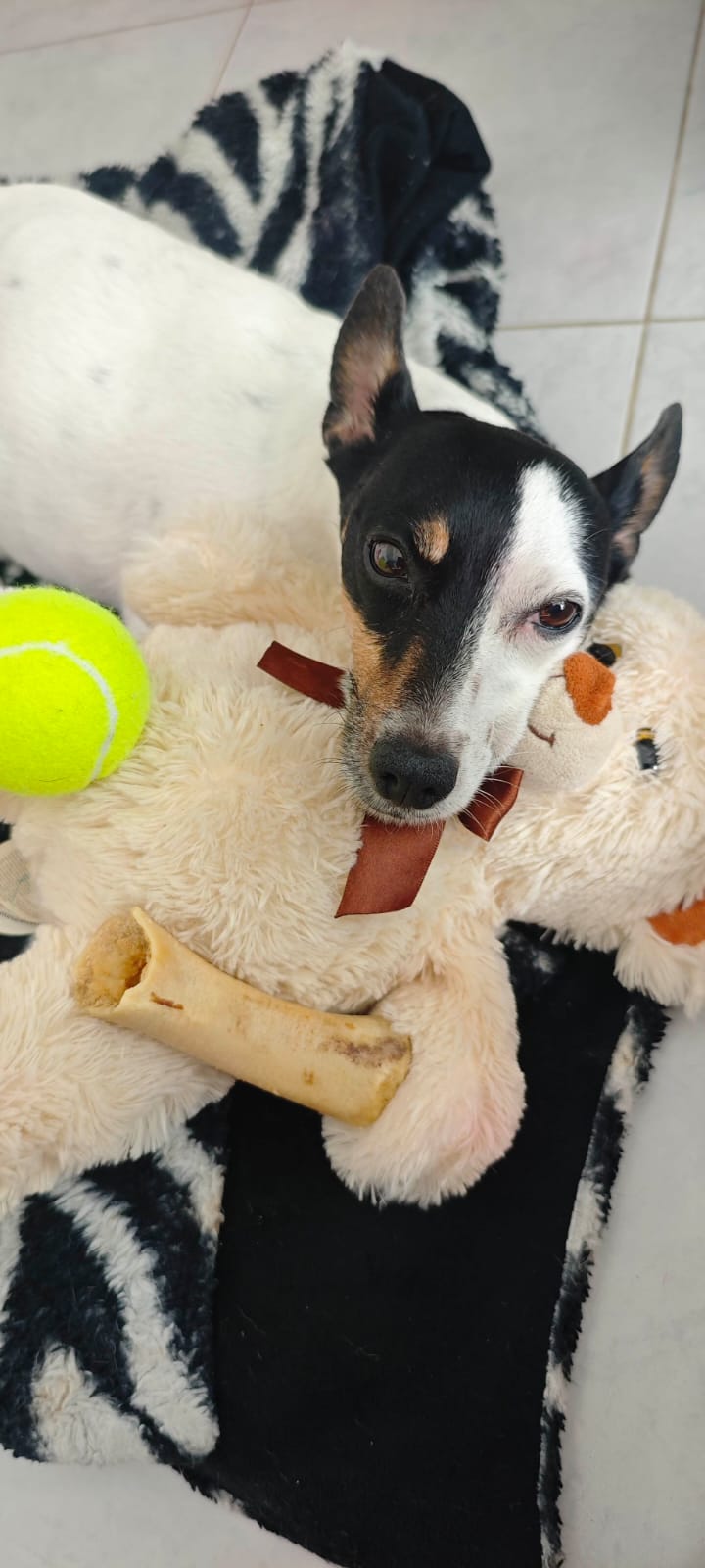 Med leksakerna – Teddynamnen, tennisbollen och benet.