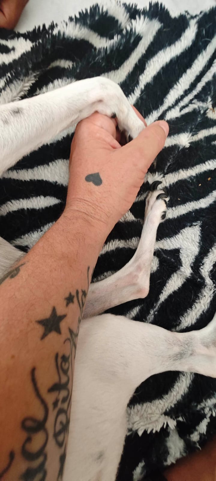 Handen och tassen – Jonas hand håller Foxis paw på zebrafiltet.