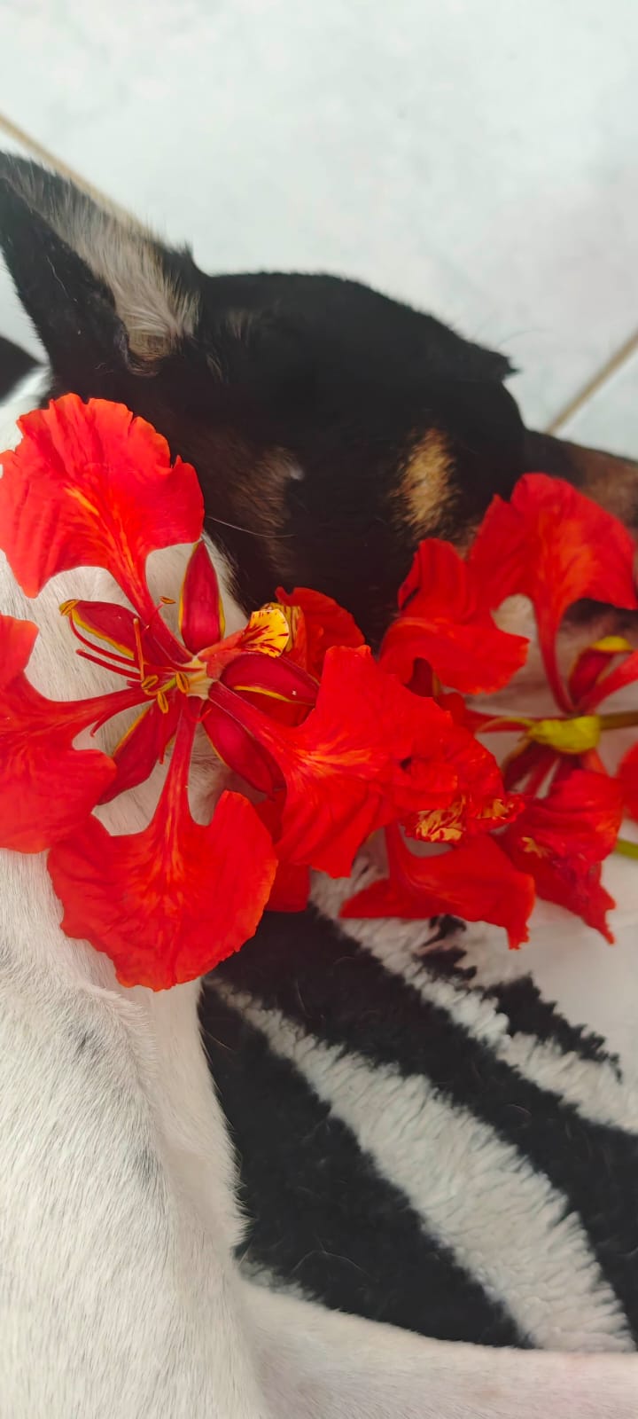 Med blommorna – Röda blommor lagda över Foxis huvud.